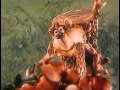 Синичкин календарь. Лето