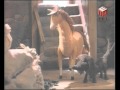 Приз