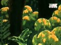 Золоторогий олень