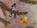 Сорока
