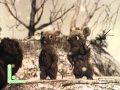 Мышонок и красное солнышко