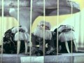 Приключения трех ослов